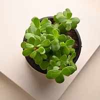 Jade plant-thumb2