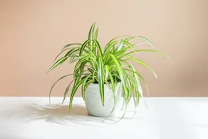 Spider plant-thumb2