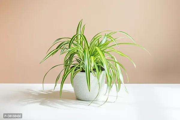 Spider plant-thumb3