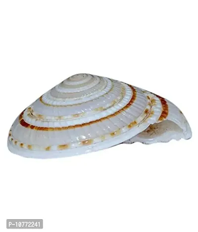 Pmw - Vishnu Chakra Natural - Religious Item - Shell for Vastu Dosh & to Attract Wealth - 1 Unit