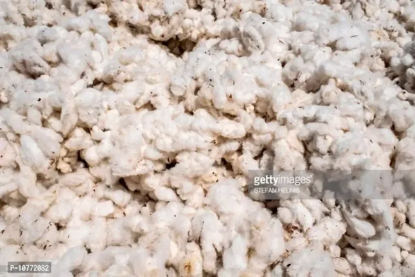 Pmw - Unprocessed Cotton with Seeds - for Making Wicks - 500 Grams-thumb0