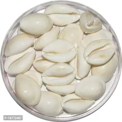 Pmw - Pure White Cowry - Cowrie Shells - Tella Gavvalu - 21 Pieces-thumb0