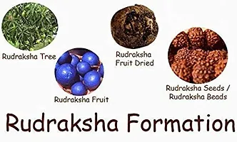 Pmwru01 Dried Rudraksha Fruit Rudraksha (Brown)-thumb1