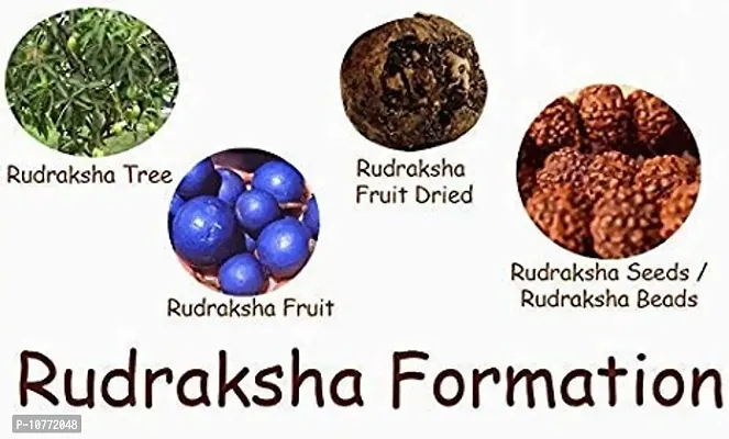 Pmwru01 Dried Rudraksha Fruit Rudraksha (Brown)-thumb2