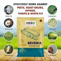 HEDO Beauveria Bassiana (1x10^8CFU/g)(1Kg) For Plants To Control  Aphids, Thrips ,Whiteflies-thumb1