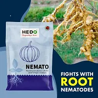 HEDO Nemato (Paecilomyces Lilacinus 2 x10^8 CFU/g) Bio Organic For Seeds  Garden-thumb2