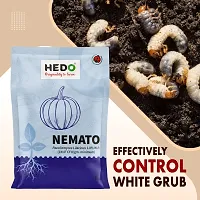 HEDO Nemato (Paecilomyces Lilacinus 2 x10^8 CFU/g) Bio Organic For Seeds  Garden-thumb4