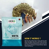 HEDO Metarhizium Anisopliae (1 x 10^8 CFU/g) (1Kg) Bio-Organic  For to control Rhinoceros Beetle,Red Palm weevils,white Grub, Aphids, Thrips, MealyBugs,Mites etc-thumb4