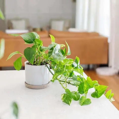 Must Have Plant & Planters 