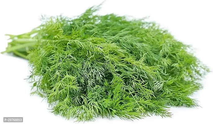 SOYA DILL Vegetable Seeds Pack of 300