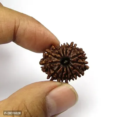 Empower Your Journey: Adorn Yourself with 13 Mukhi Rudraksha-thumb0