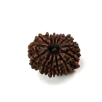 Empower Your Journey: Adorn Yourself with 13 Mukhi Rudraksha-thumb2