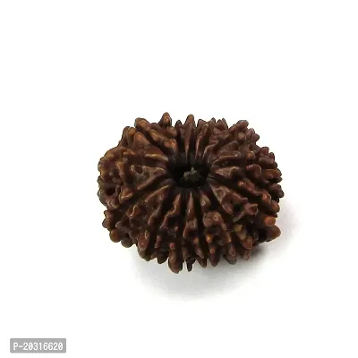 Empower Your Journey: Adorn Yourself with 13 Mukhi Rudraksha-thumb3