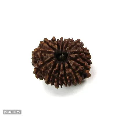 Empower Your Journey: Adorn Yourself with 13 Mukhi Rudraksha-thumb4