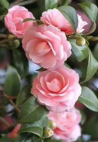 MB Plant shop pink colour Camelia flower plant pack of 1-thumb1