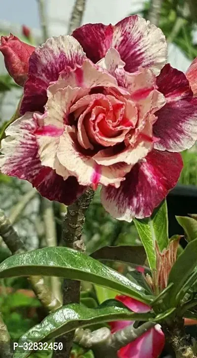 Adenium flower plant live pack of 2-thumb3