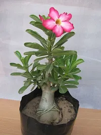 Adenium flower plant live pack of 2-thumb3