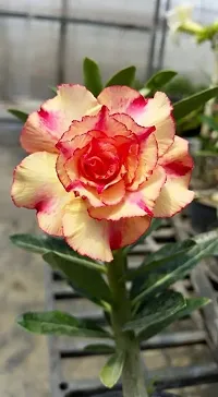 Adenium flower plant live pack of 2-thumb1