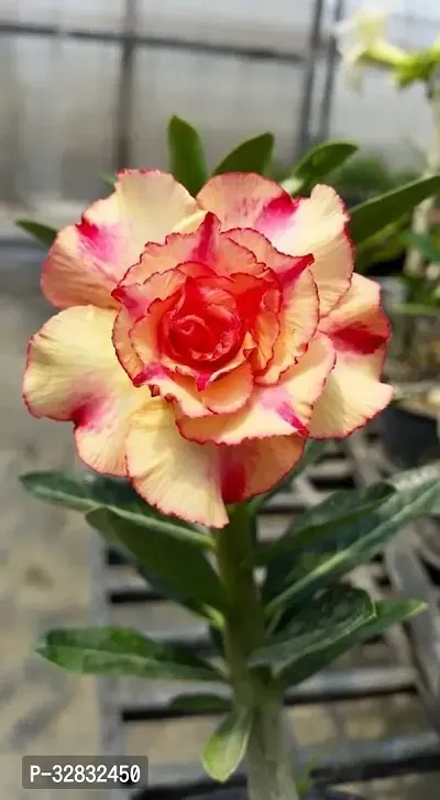 Adenium flower plant live pack of 2-thumb2