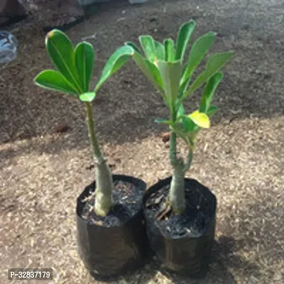 Adenium Flower Plant Live Pack of 1-thumb2