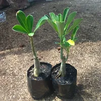 Adenium Flower Plant Live Pack of 1-thumb1