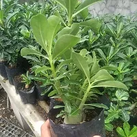 Adenium Flower Plant Live Pack of 1-thumb2