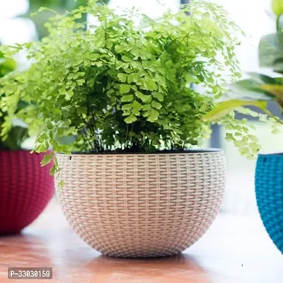 Elevating Decorative Flower Pot