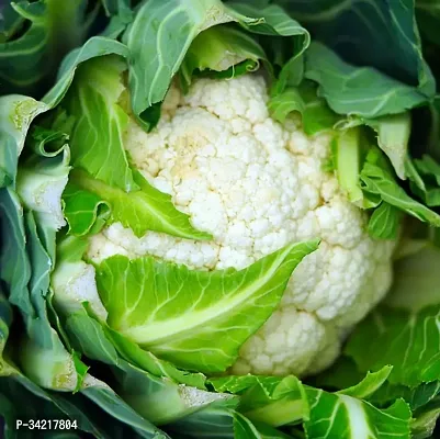 Cauliflower (Ful Ghobi) Winter Vegetable Seeds Pack Of 100