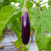 Purple long Brinjal Winter Vegetable Seeds Pack Of 50-thumb1