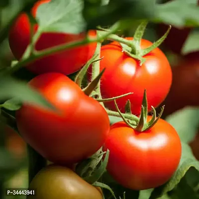 Hybrid Red Tomato  Winter Vegetable Seeds Pack Of 100-thumb0