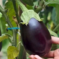 Black Brinjal  Winter Vegetable Seeds Pack Of 100-thumb1