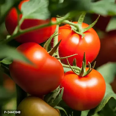 Hybrid Red Tomato  Winter Vegetable Seeds Pack Of 50-thumb0