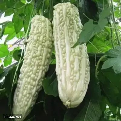 Hybrid White Karela (Bittergourd) Winter Vegetable Seeds Pack Of 15-thumb0