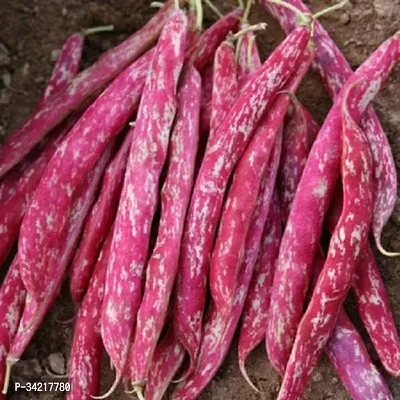 Red Beans Sutra (Cranberry Beans) Winter Vegetable Seeds Pack Of 15-thumb2