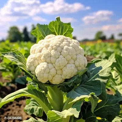 Organic Cauliflower (Ful Ghobi) Winter Vegetable Seeds Pack Of  50-thumb0