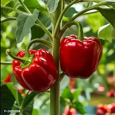 Red Capsicum Winter Vegetable Seeds Pack Of 50