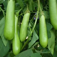 Hybrid Green long  Brinjal Winter Vegetable Seeds Pack Of 50-thumb1