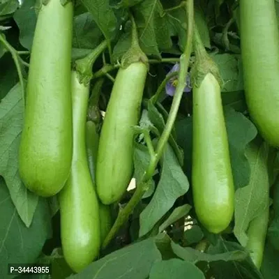 Hybrid Green long  Brinjal Winter Vegetable Seeds Pack Of 50-thumb2