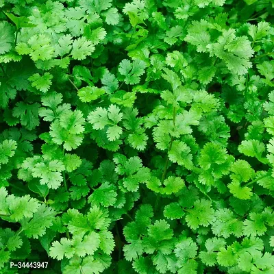 Hybrid Coriander (Dhana, Dhaniya) Winter Vegetable Seeds Pack Of 100-thumb0