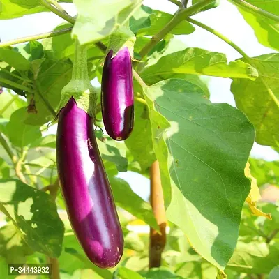 Hybrid Purple long Brinjal Winter Vegetable Seeds Pack Of 50-thumb0