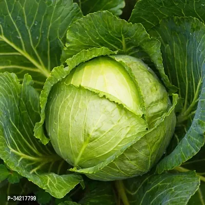 Cabbage Winter Vegetable Seeds Pack Of 50-thumb0