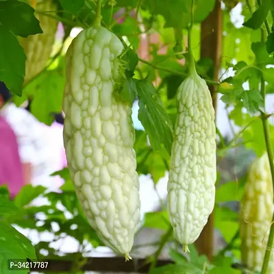 White Karela (Bittergourd) Winter Vegetable Seeds Pack Of 15-thumb2