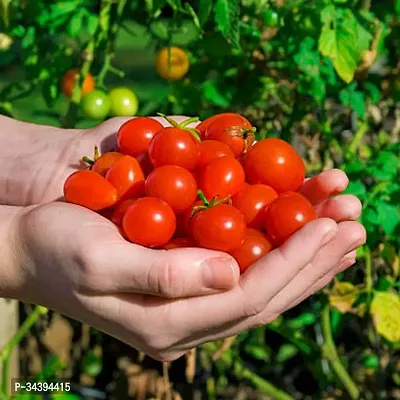 Organic Red Cherry Tomato Winter Vegetable Seeds Pack Of  50-thumb0