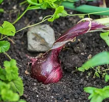 Hybrid Red Onion (Kanda) Winter Vegetable Seeds Pack Of 500-thumb1