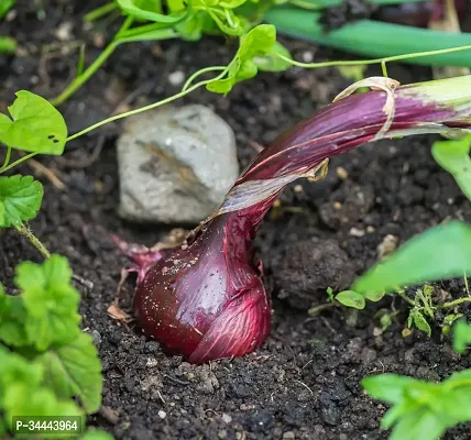 Hybrid Red Onion (Kanda) Winter Vegetable Seeds Pack Of 500-thumb2