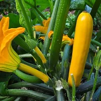 Zucchini Yellow Squash Winter Vegetable Seeds Pack Of 10-thumb1