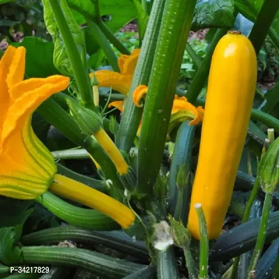 Zucchini Yellow Squash Winter Vegetable Seeds Pack Of 10-thumb2