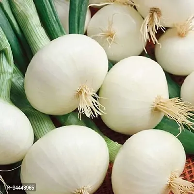 Hybrid White Onion (Kanda) Winter Vegetable Seeds Pack Of 500-thumb0