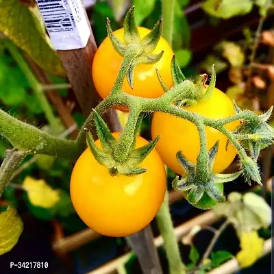 Yellow Cherry Tomato Winter Vegetable Seeds Pack Of 50