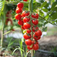 Organic Red Cherry Tomato Winter Vegetable Seeds Pack Of  50-thumb1